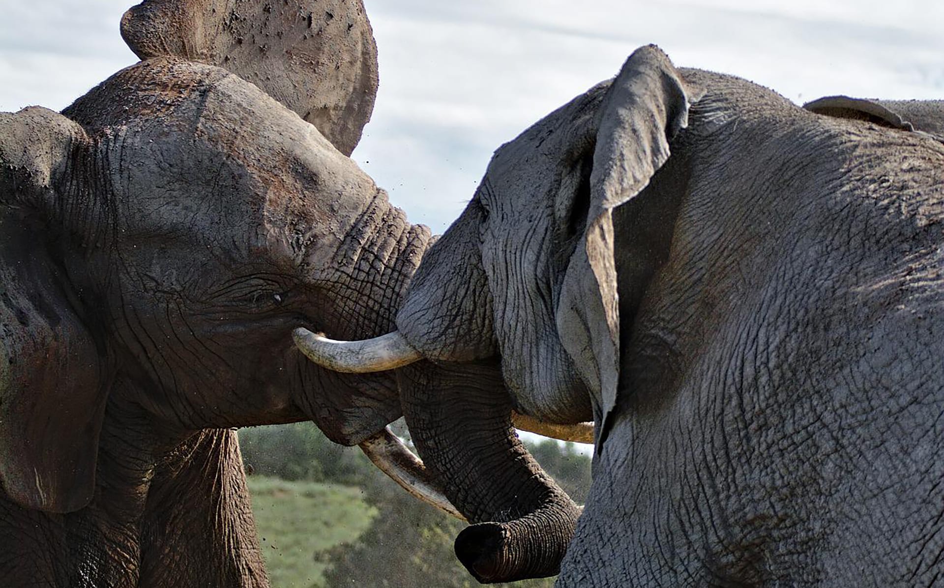 Dos cabezas de elefantes luchando