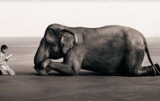 niño monje rezando de rodillas enfrente de elefante acostado boca abajo