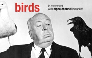 Alfred Hitchcock with birds with alpha channel included