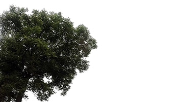 Tree corner Populus nigra on cloudy daylighting [4K]