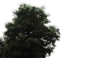 Tree corner Acer rubrum on cloudy daylighting [4K]