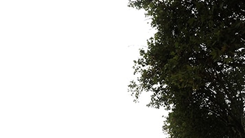 Tree corner Platanus occidentalis on cloudy daylighting [4K]