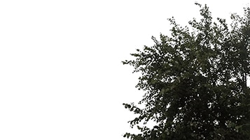 Tree corner Populus nigra on cloudy daylighting [4K]