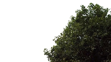 Tree corner Platanus occidentalis on cloudy daylighting [4K]