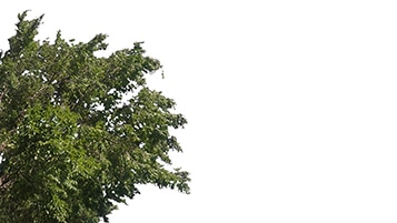 Tree corner prunus avium on sunny daylighting [4K]
