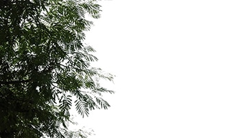Tree corner albizia julibrissin on sunny daylighting [4K]