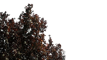 Tree corner Prunus cerasifera on sunny daylighting [4K]
