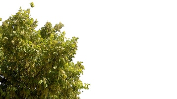 Tree corner Acer negundo on sunny daylighting [4K]