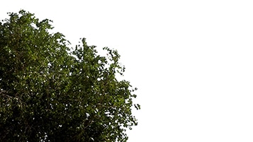 Tree corner Populus tremula on sunny daylighting [4K]