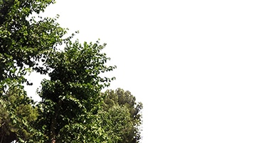 Tree corner Corylus avellana on sunny daylighting [4K]