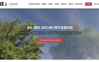 Real birds, skies and trees in motion with alpha channel included